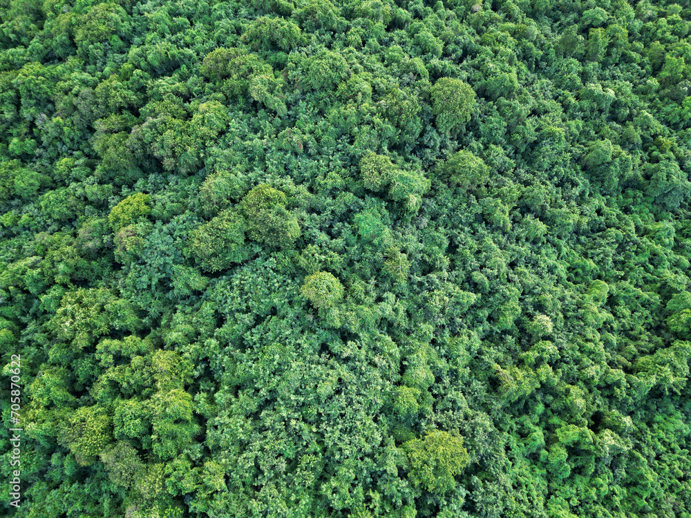 aerial view of treetops in dense jungle (tropical island canopy in fajardo, puerto rico) caribbean landscape (drone shot from above looking down) rainforest growth, lush green forest