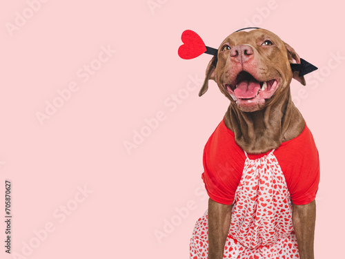 Cute brown puppy and red heart. Beautiful greeting card. Closeup, indoors. Studio shot. Congratulations for family, relatives, loved ones, friends and colleagues. Pets care concept