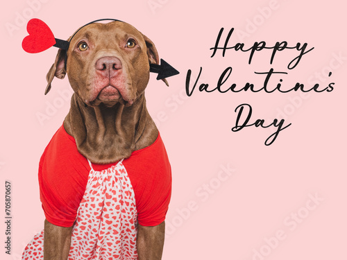 Happy Valentine's Day. Lovable dog and congratulatory inscription. Close-up, indoors. Studio shot. Congratulations for family, relatives, loved ones, friends and colleagues. Pets care concept