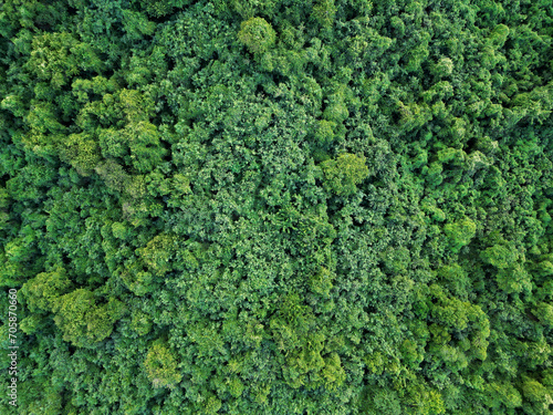 aerial view of treetops in dense jungle (tropical island canopy in fajardo, puerto rico) caribbean landscape (drone shot from above looking down) rainforest growth, lush green forest