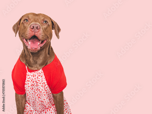 Cute brown dog and red shirt. Isolated background. Close-up, indoors. Studio shot. Day light. Beauty and fashion. Concept of care, education, training and raising pets