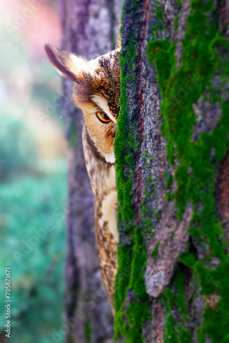 A cute owl that checks its surroundings with curiosity. Colorful nature background. Long eared Owl. Asio otus.