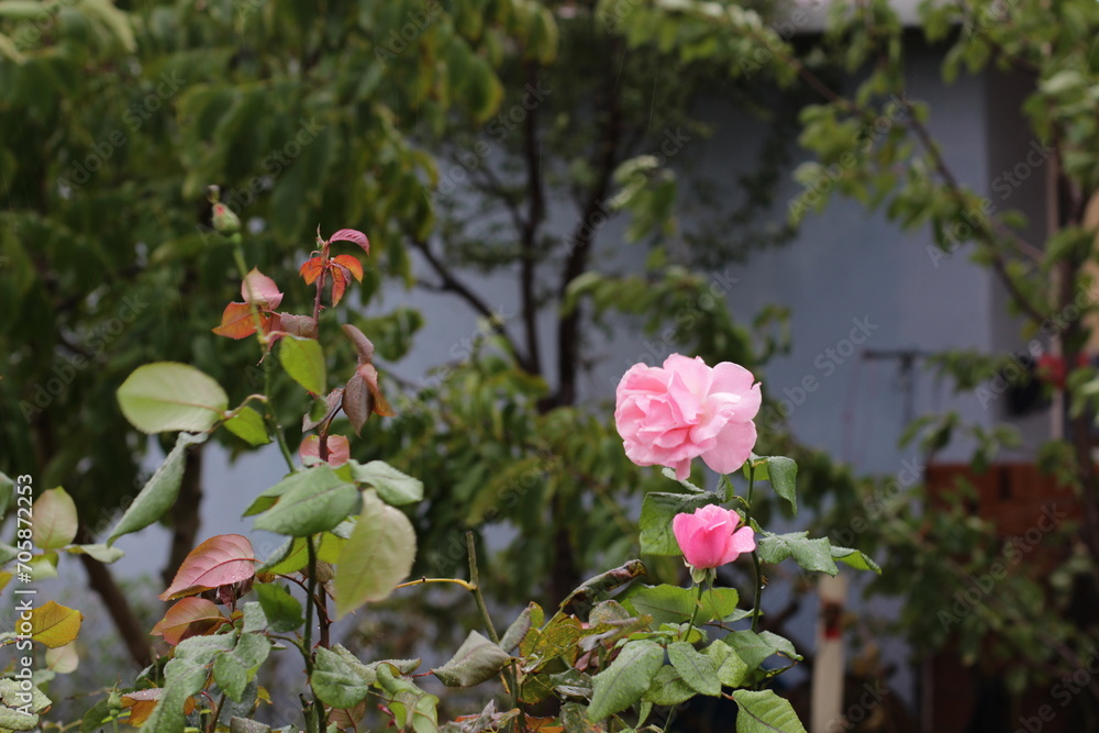 garden of village house on rainy day. light pink, red, bright, soft, fragrant rose plant. flower macro, blurry, clear shot. Rosa L., Rosaceae. postcard, floral background, pastel color. rainy sky
