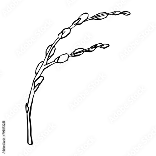 Black contour linear silhouette willow branches isolated on white background. Vector simple line graphic illustration spring plants. simple drawing plant element for the design