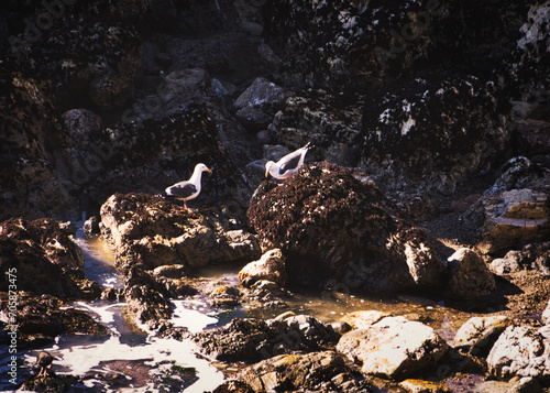 gull on the beach