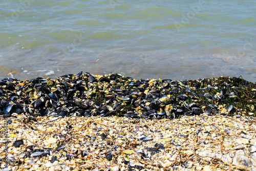 Small broken cockleshells on beach. Close up of mussels near the sea shore