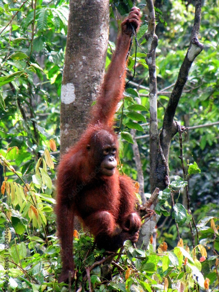 Obraz premium Borneo, Indonesia