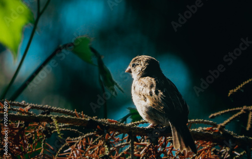 bird on a branch