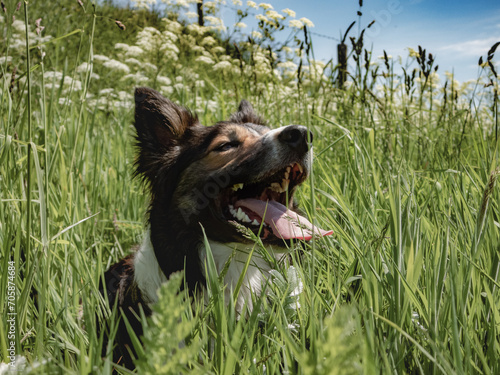 Border Collie Dog in grass
