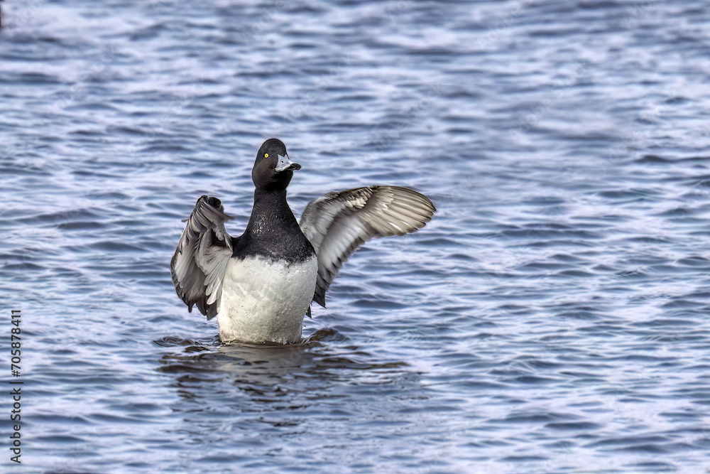 The greater scaup (Aythya marila) diving duck, migrating bird on Lake Michigan in winter