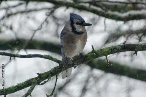 Blue Jay
