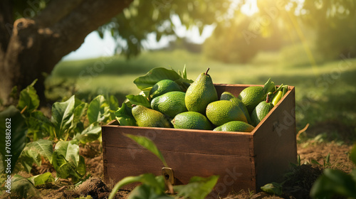 Organic avocado in a wooden crate on a field.Generative AI