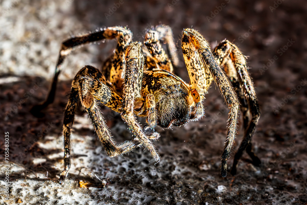 Spider Spider