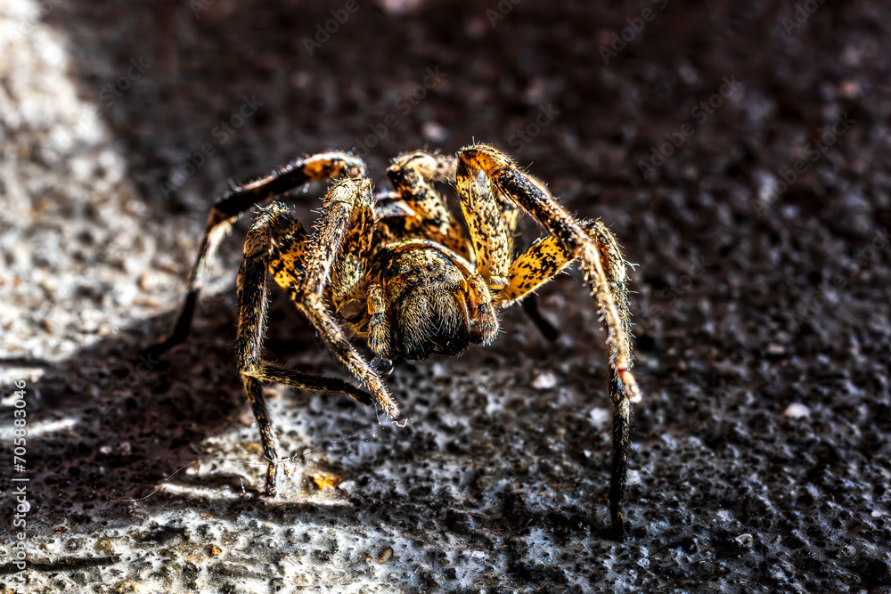 Spider Spider