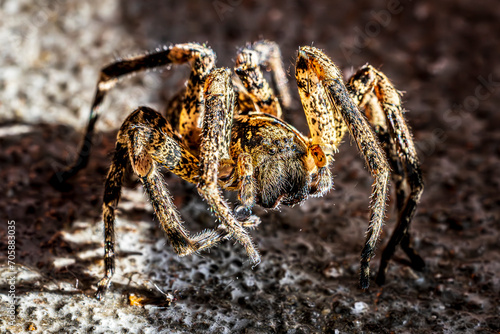 Spider © Alvaro