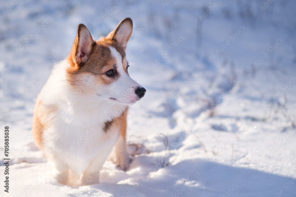 Small Pembroke Welsh Corgi puppy walks in the snow on a sunny winter day. Close-up, looking to the side. Happy little dog. Concept of care, animal life, health, show, dog breed Small Pembroke Welsh Corgi puppy walks in the snow on a sunny winter day. Close-up, looking to the side. Happy little dog. Concept of care, animal life, health, show, dog breed