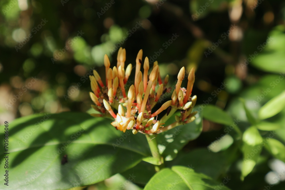 The clusters of yellowish orange jungle flame flower buds that are ready to bloom The clusters of yellowish orange jungle flame flower buds that are ready to bloom