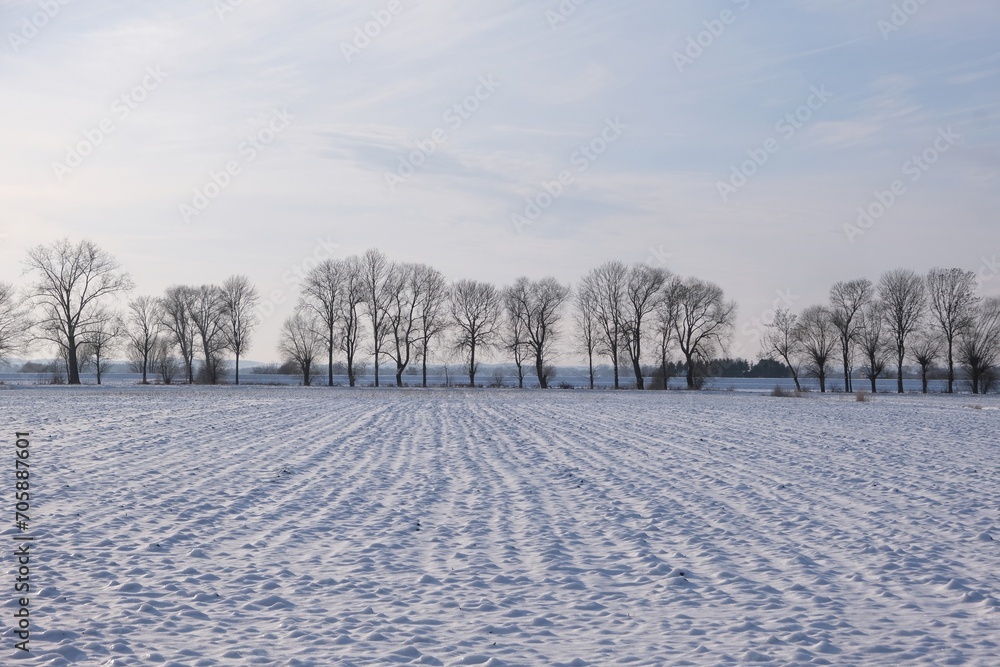 Row on trees on horizon and field covered by snow on Zulawy Gdansk, Poland Row on trees on horizon and field covered by snow on Zulawy Gdansk, Poland