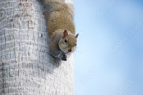 Grey squirrel (sciurus carolinensis) looking down from a tree photo