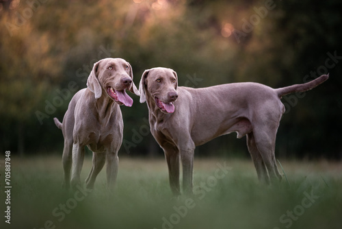 Foto 6 Weimaraner