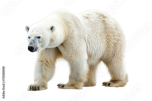 Portrait of White Polar Bear isolated on transparent png background, Animal in the jungle, wildlife and habitat concept, Environmental Conservation.