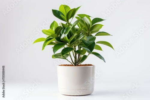 Green plant in white pot on white background.