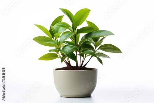 Green plant in green pot on white background.