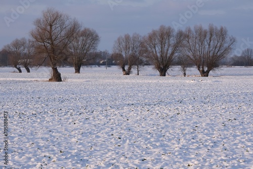Row of willows on field in winter scenery on Zulawy Gdansk, Poland