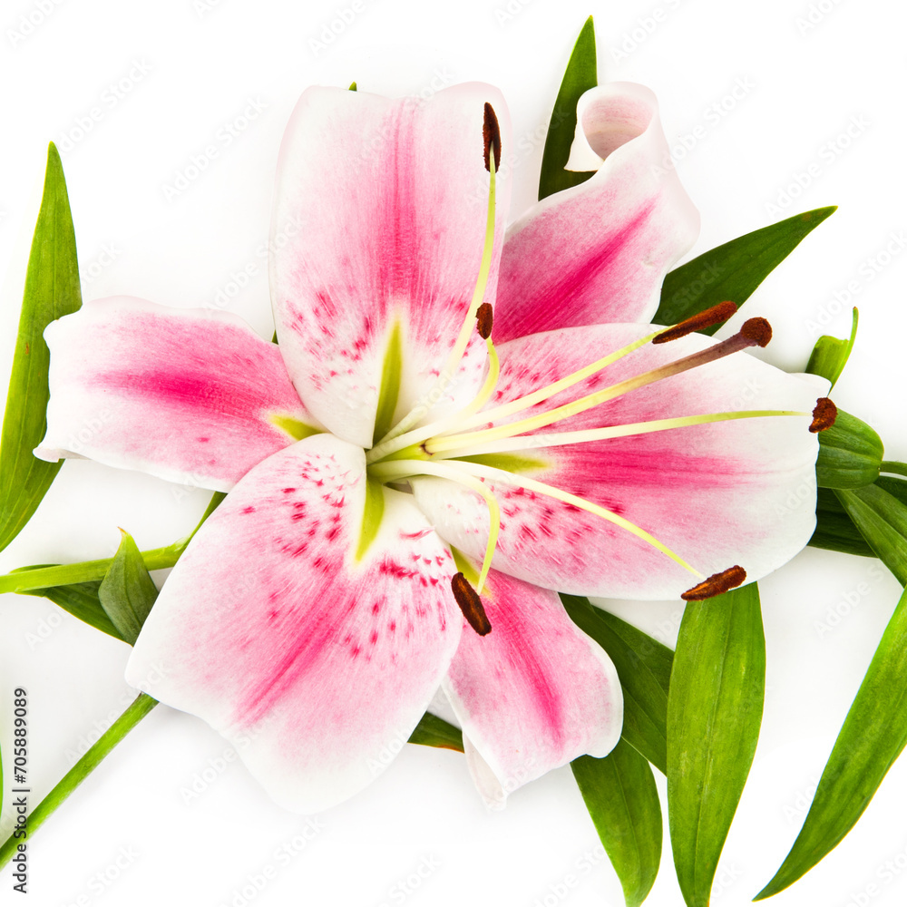 Pink lily flower isolated on a white. Pink lily flower isolated on a white.