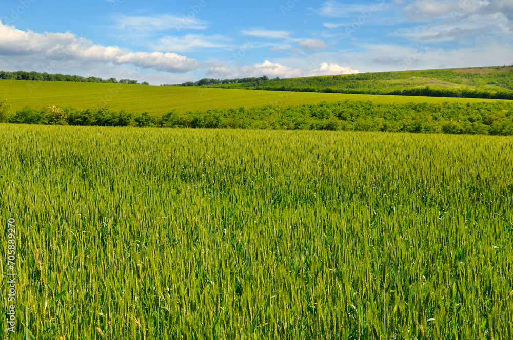 Green wheat field and blue sky. Green wheat field and blue sky.