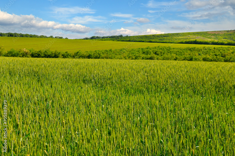 Green wheat field and blue sky.