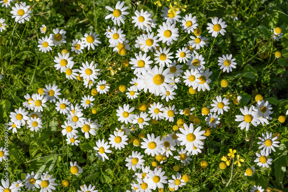 Beautiful white and yellow Daisy, Bellis perennis, probably Anthemis maritima, commonly named sea mayweed or sea chamomile Beautiful white and yellow Daisy, Bellis perennis, probably Anthemis maritima, commonly named sea mayweed or sea chamomile