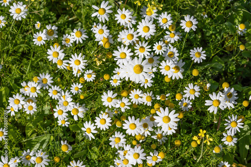 Beautiful white and yellow Daisy, Bellis perennis, probably Anthemis maritima, commonly named sea mayweed or sea chamomile