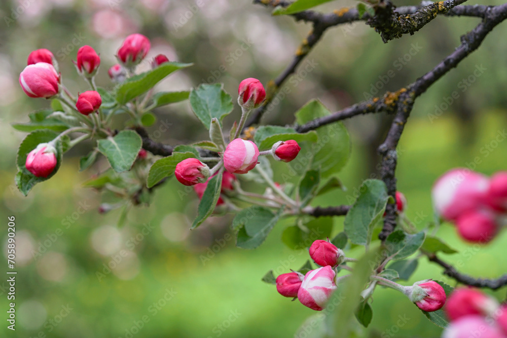Branch of young apple tree flowers Branch of young apple tree flowers