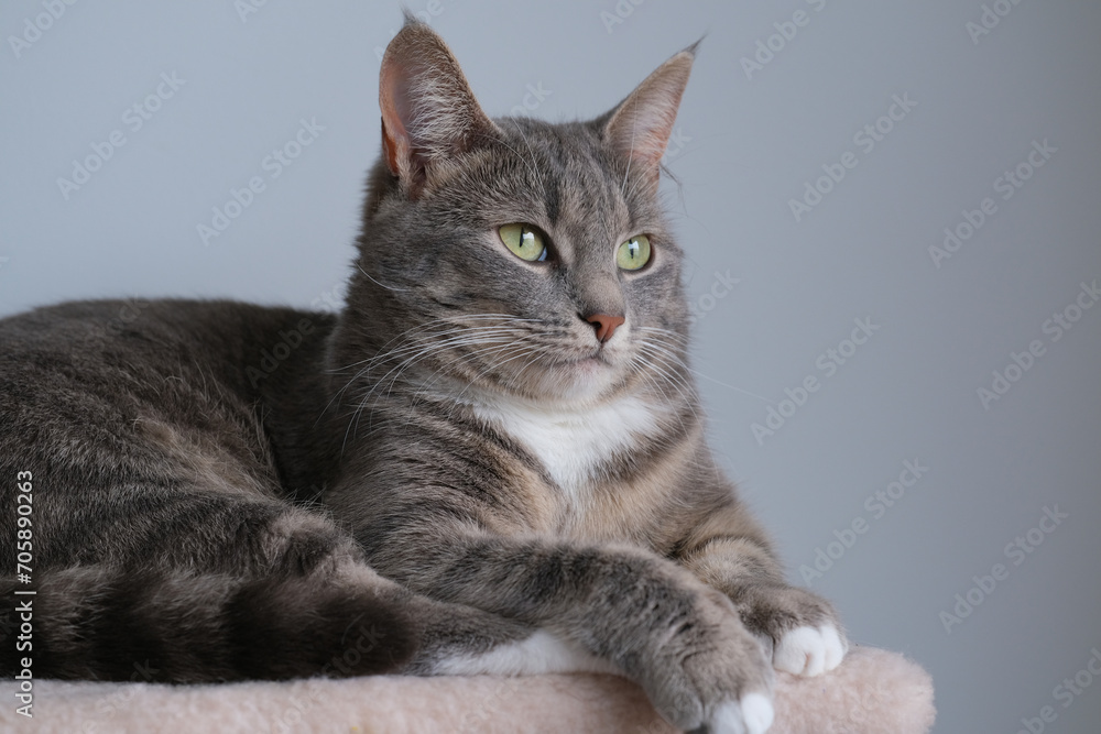 Portrait of a proud gray cat