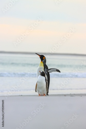 penguins on the beach