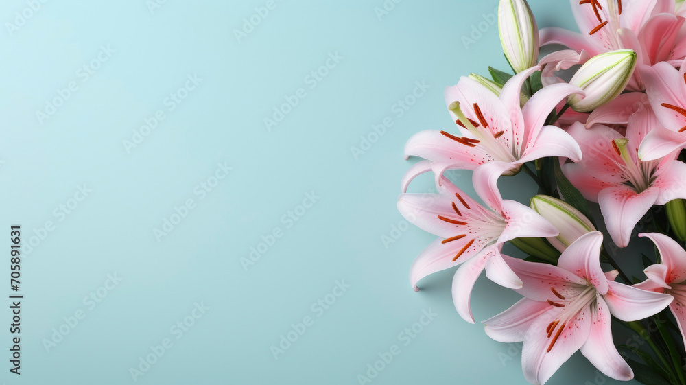flowers pink lilies on a blue background composition copy space template for text