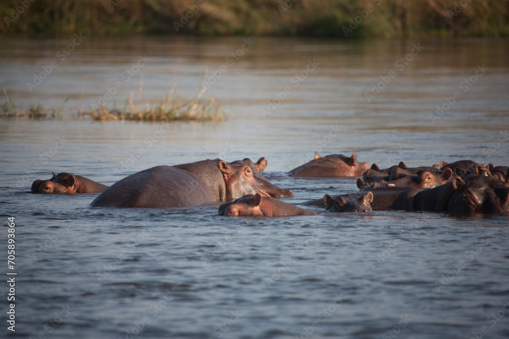 Zambia hippopotamus on a sunny winter day