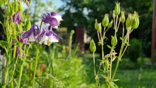 Aquilegia vulgaris, commonly known as the common columbine, is a species of flowering plant in the family Columbaceae. Violet flowers aquilegia vulgaris blooming in the summer garden. A bee sits on a  photo