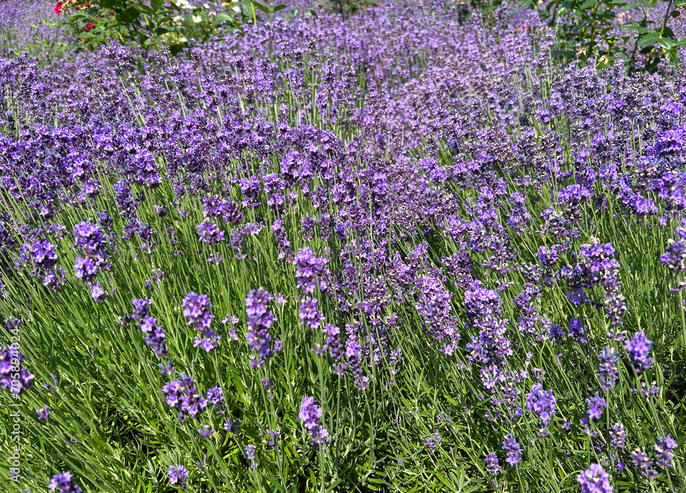 Obraz premium Blooming lavender in the garden. Summer background. Close-up.