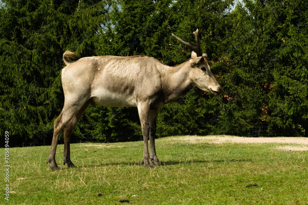 Obraz premium Renifer fiński