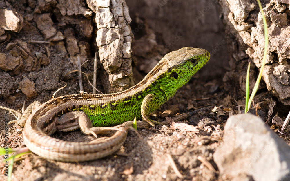 Fototapeta premium Jaszczurka zwinka