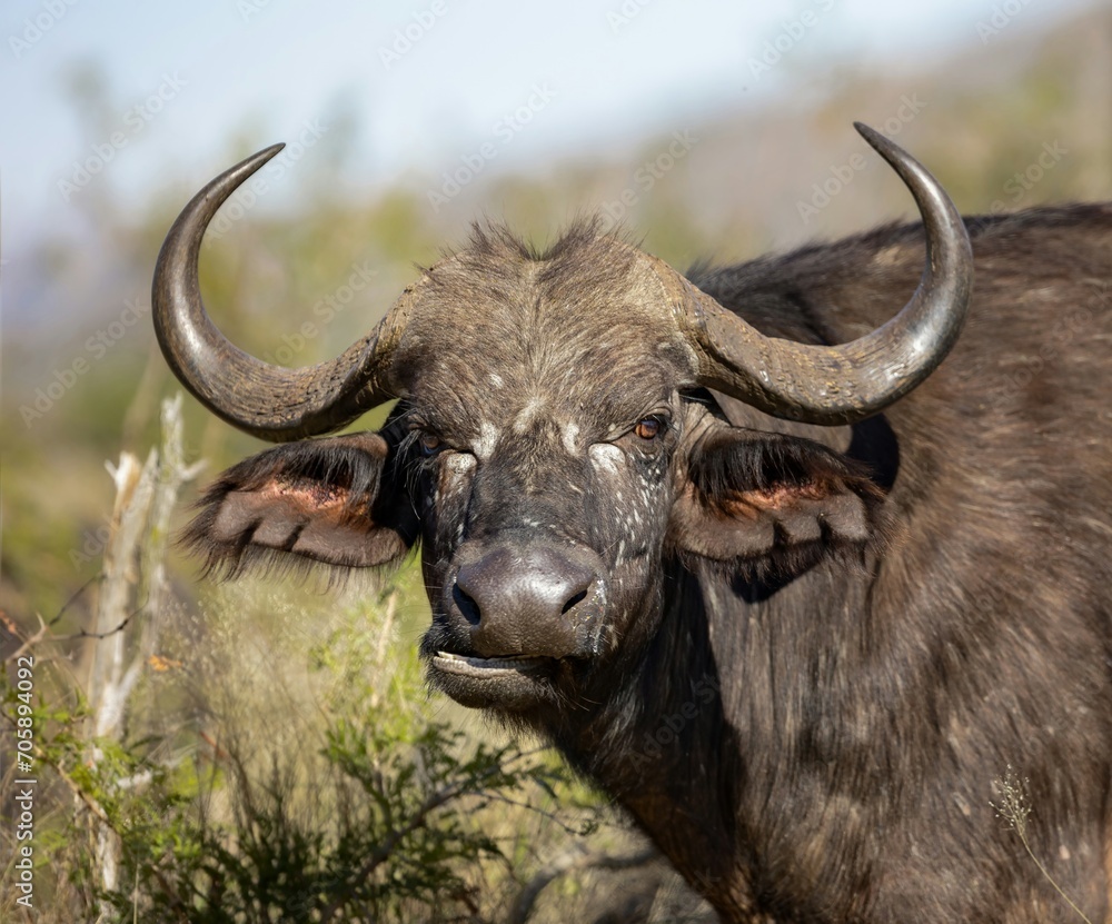 Closeup, detailed portrait of a female Cape Water Buffalo in the Kruger National Park. Closeup, detailed portrait of a female Cape Water Buffalo in the Kruger National Park.