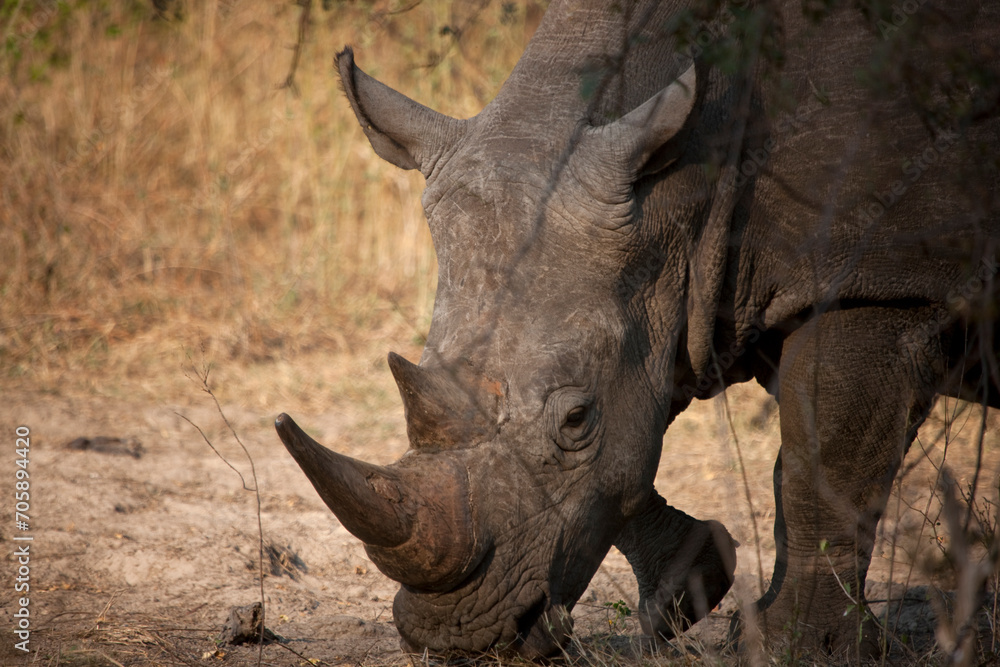Fototapeta premium Rhinoceros close up on a sunny winter day