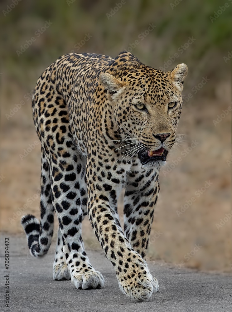 Leopard walking on a grassy surface with its mouth open in a vocalization expression. Leopard walking on a grassy surface with its mouth open in a vocalization expression.
