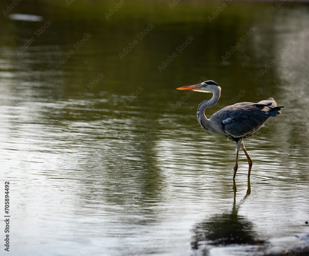 Beautiful white heron wading through the shallow water of a river.