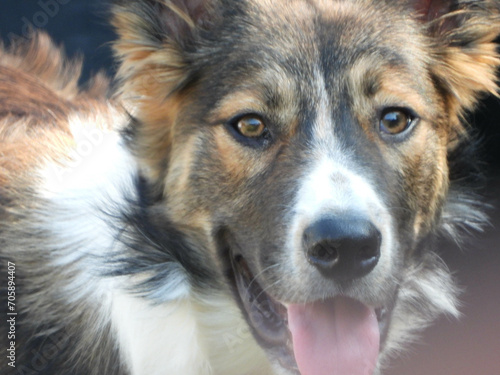 border collie dog brown white black portrait