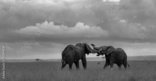 Young bull elephants tussle for dominance and experience in the Masai Mara. photo