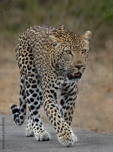 Leopard walking on a grassy surface with its mouth open in a vocalization expression.