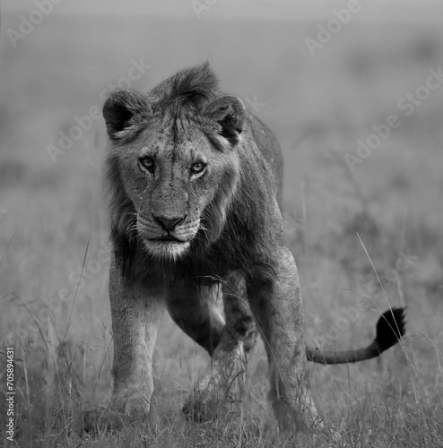 Fototapeta Naklejka Na Ścianę i Meble -  Grayscale of a majestic African lion striding across a savanna grassland.